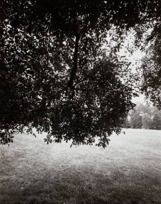 European Beech (Fagus sylvatica), Walker Field House
