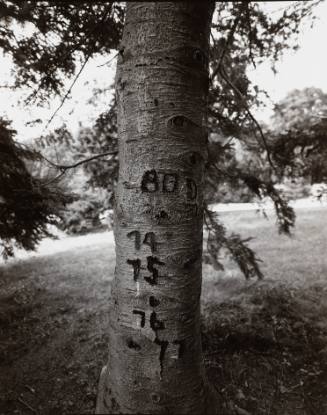 Balsam Fir (Abies balsamea), Sunset Hill