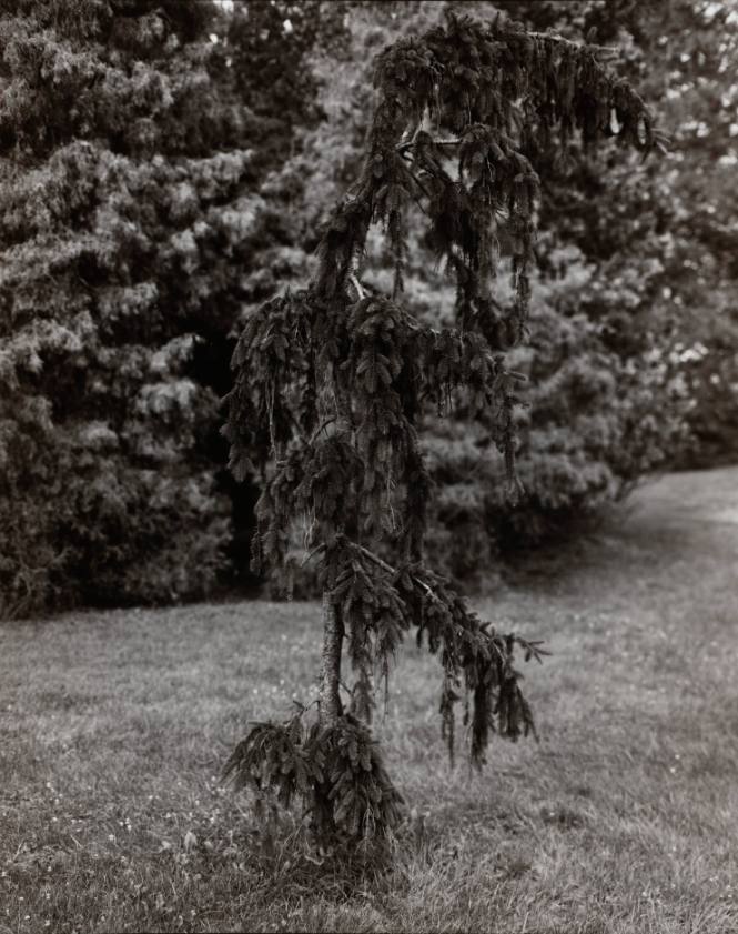 Weeping Norway Spruce (Picea abies ‘pendula’), north of Sunset Lake