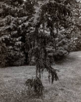 Weeping Norway Spruce (Picea abies ‘pendula’), north of Sunset Lake
