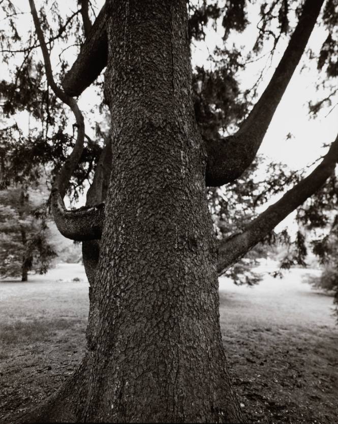 Norway Spruce (Picea abies), The Pinetum