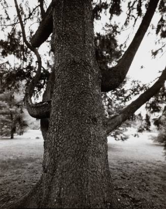 Norway Spruce (Picea abies), The Pinetum