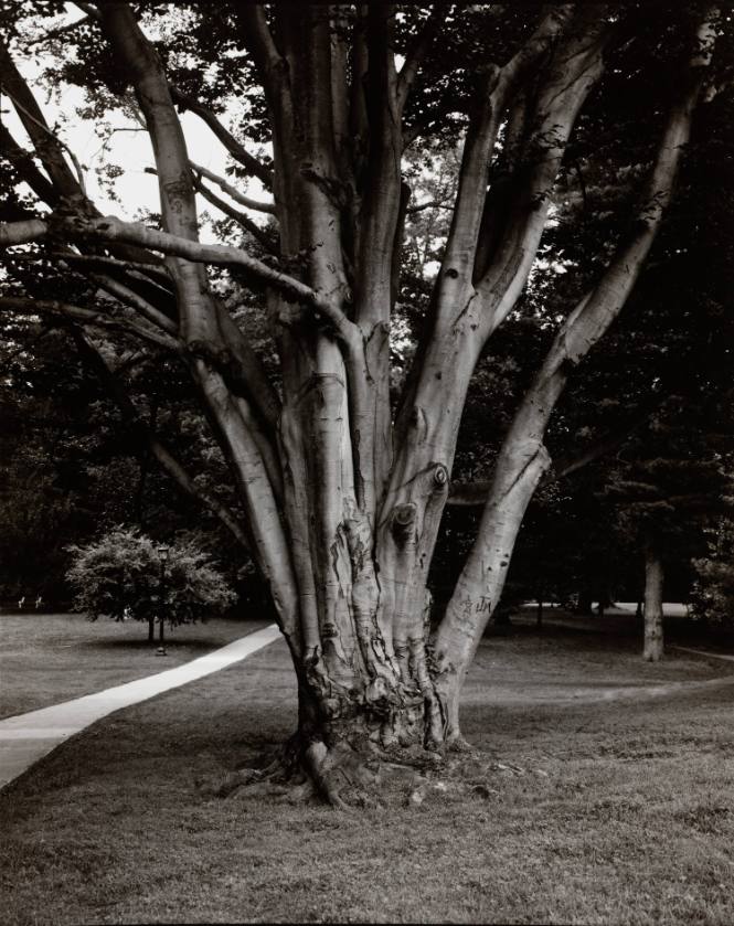 European Beech (Fagus sylvatica), west of Blodgett Hall