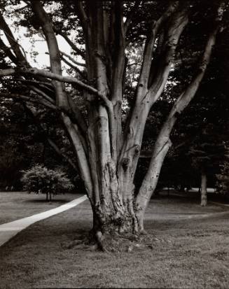European Beech (Fagus sylvatica), west of Blodgett Hall