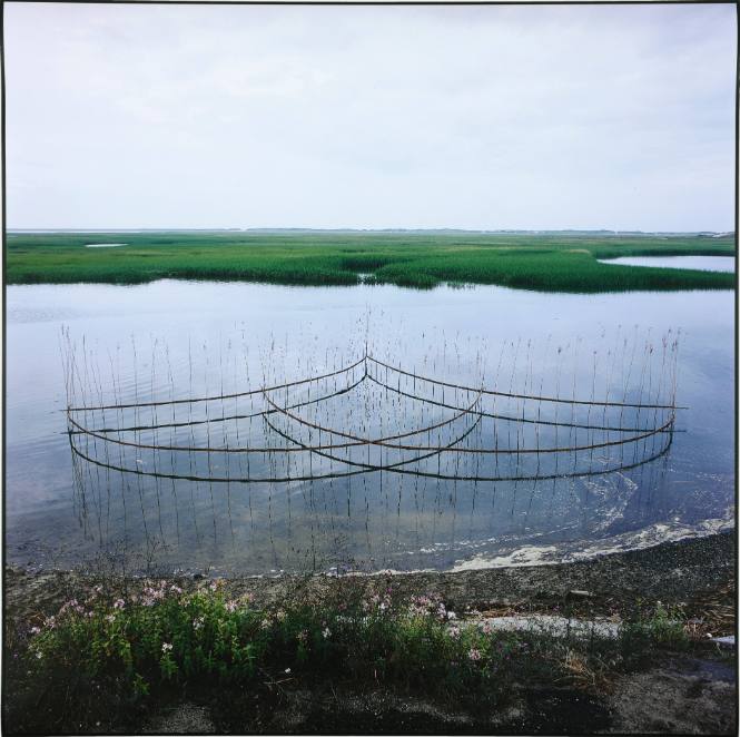 ICHO [August 8, 2000; 58 x 145 feet; 10-foot high reeds in the moors at the end of Provincetown Cape Cod]