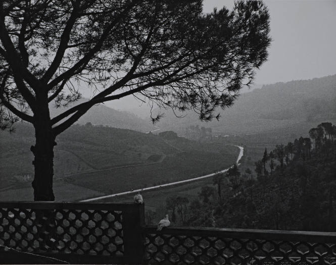 Countryside & Pigeons, Near Florence