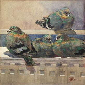 Baby Pigeons