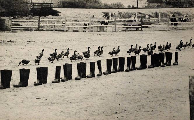 100 Boots Move On, Sorrento Valley, California, June 24, 1972, 8:50 A.M.