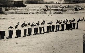 100 Boots Move On, Sorrento Valley, California, June 24, 1972, 8:50 A.M.