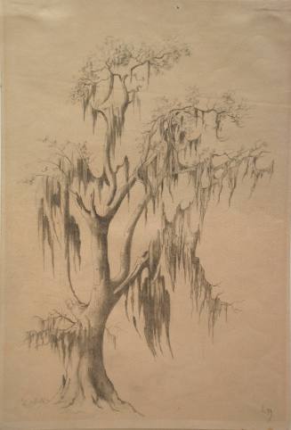 Tree with Moss