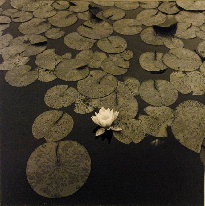 Lily Pads (Near Woonsocket, R.I.)