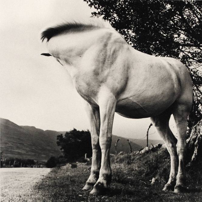 White Horse, Donegal, Ireland