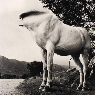 White Horse, Donegal, Ireland