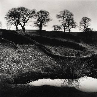 Wicklow Trees, County Wicklow, Ireland