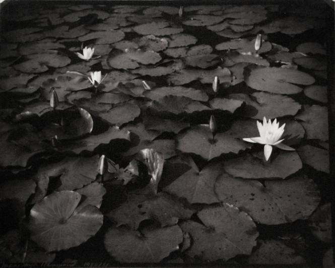 Waterlillies