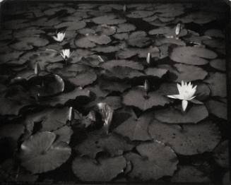 Waterlillies