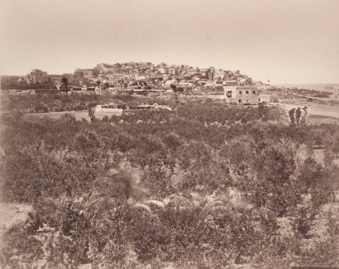 449. Jaffa, Pris des Jardins (Pales)