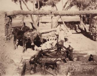 1508. Sahieh dans la Hustte, Egypt