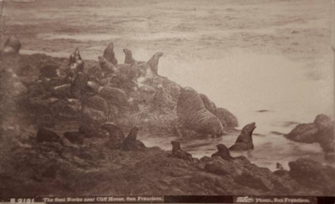 B 2191 Seal Rocks near Cliff House, San Francisco