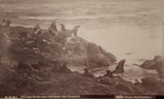 B 2191 Seal Rocks near Cliff House, San Francisco