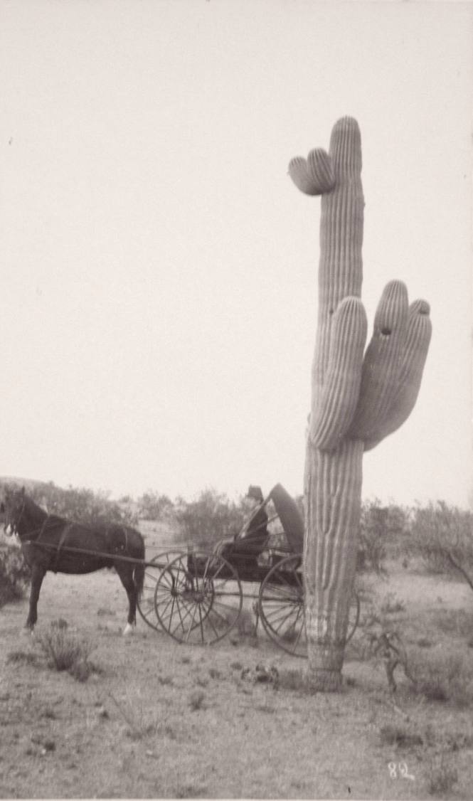 Carriage and Cactus