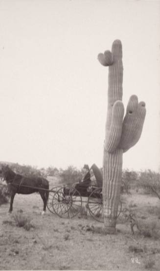 Carriage and Cactus