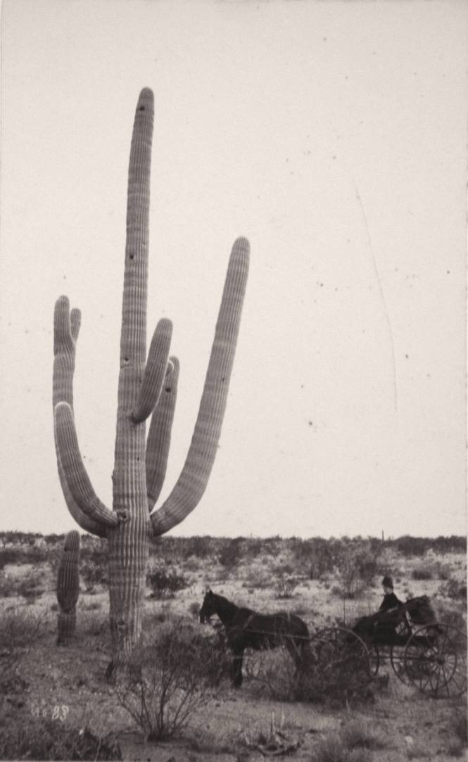 Carriage and Cactus