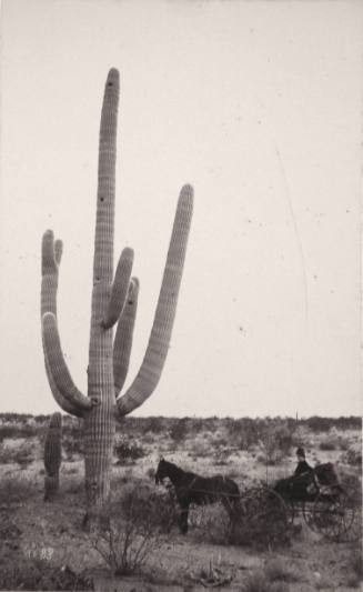 Carriage and Cactus