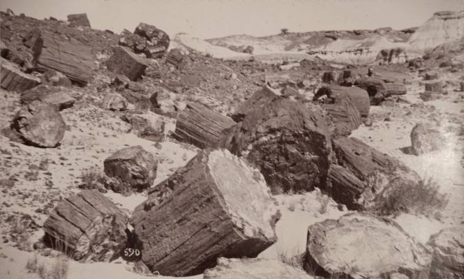 Petrified Forest