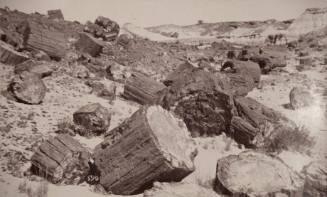 Petrified Forest