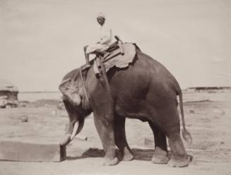 Man in Turban on Elephant
