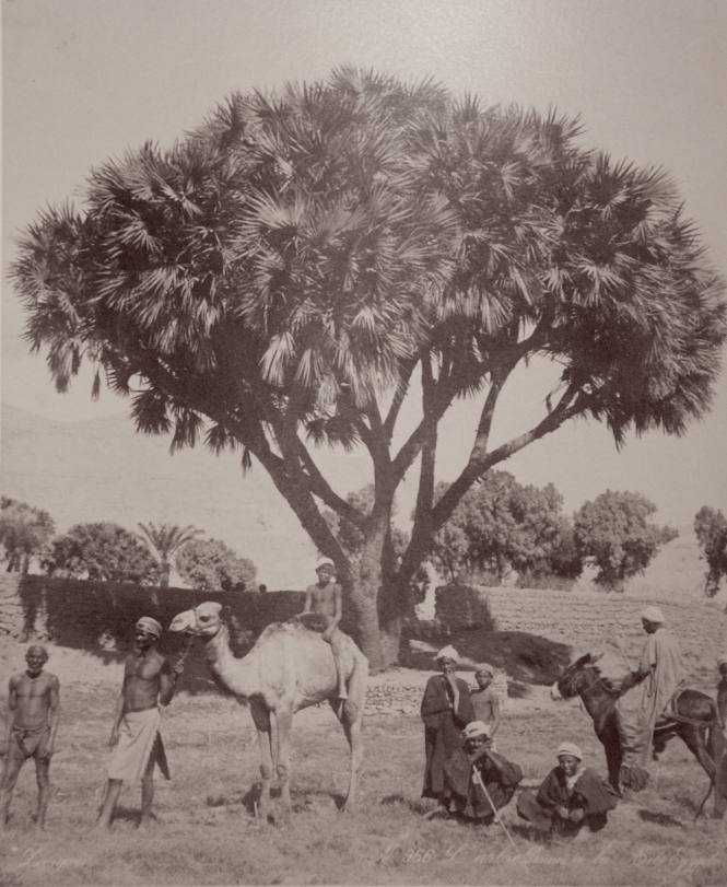 L'arbre Doum a la Aûte Egypte