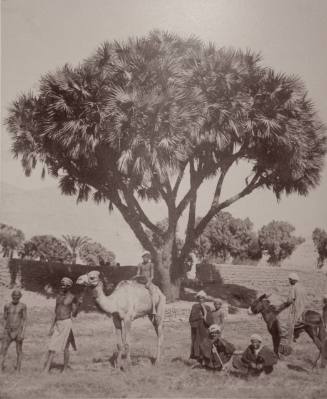 L'arbre Doum a la Aûte Egypte