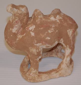 Small Bactrian Camel