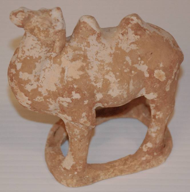 Small Bactrian Camel