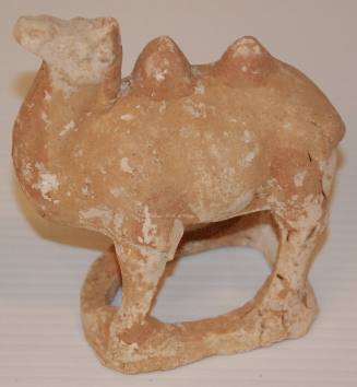 Small Bactrian Camel