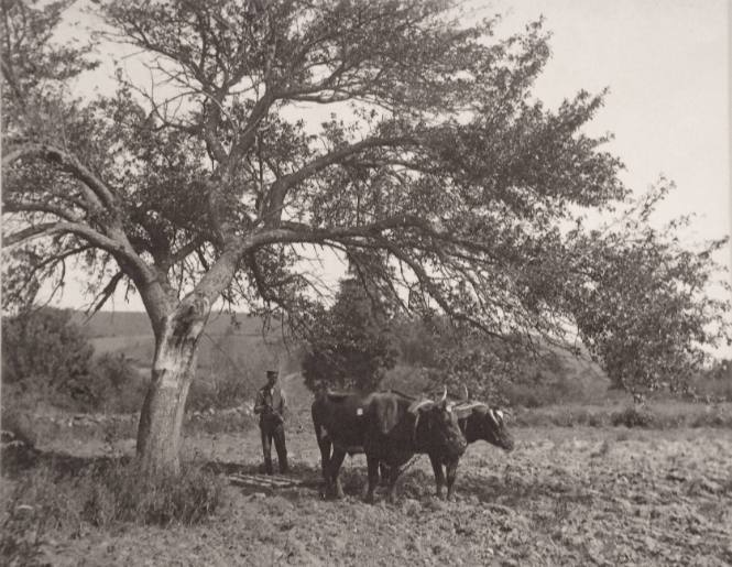Near Lake Waramaug, Conn.  June 9th 1890 “A Harrowing Scene”