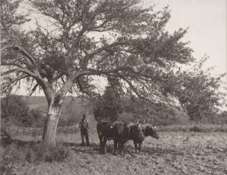Near Lake Waramaug, Conn.  June 9th 1890 “A Harrowing Scene”