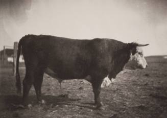 Registered Bull Teddie cost us $200 as a calf
