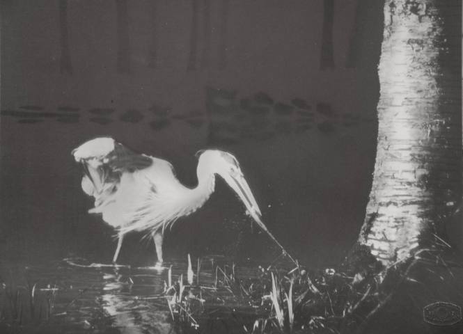 Heron Striking