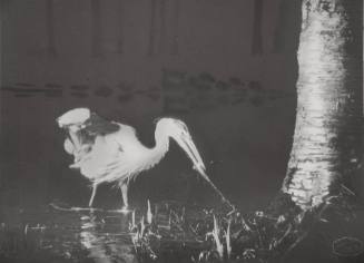 Heron Striking