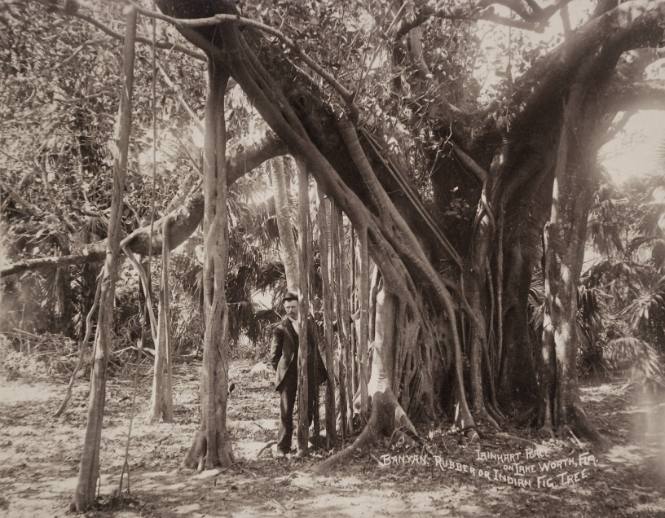 Banyan Tree, Lake Worth, Florida
