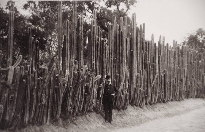 Man and Cacti, Mexico