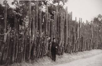 Man and Cacti, Mexico
