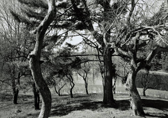 Apple trees, White Pine looking Southeast