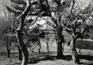 Apple trees, White Pine looking Southeast