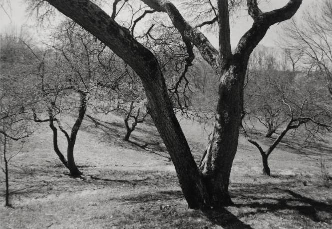 Apple trees on Sunset Hill, looking South