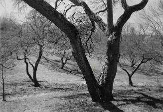 Apple trees on Sunset Hill, looking South