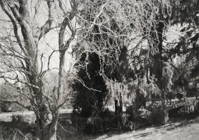 Corkscrew willow, by Sunset Lake