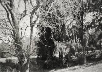 Corkscrew willow, by Sunset Lake